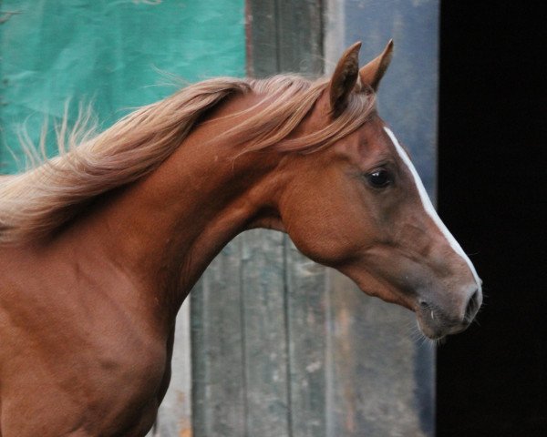 broodmare Eleonora KH ox (Arabian purebred, 2012, from Prognoz 1992 ox)