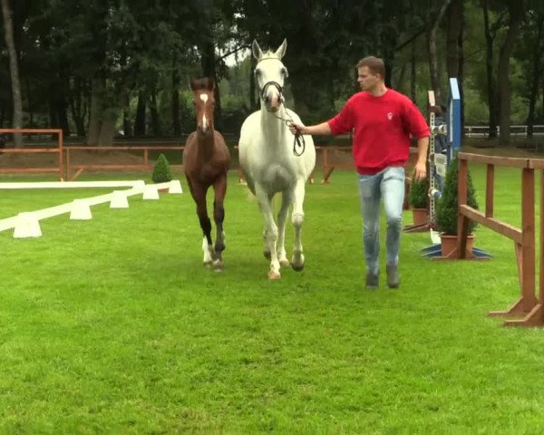 Stuten- und Fohlenschau Heiden 2017