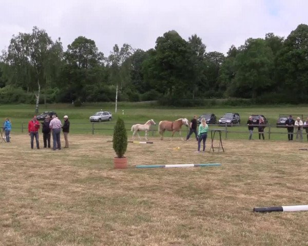 Stuten- und Fohlenschau Attendorn-Niederhelden 2017
