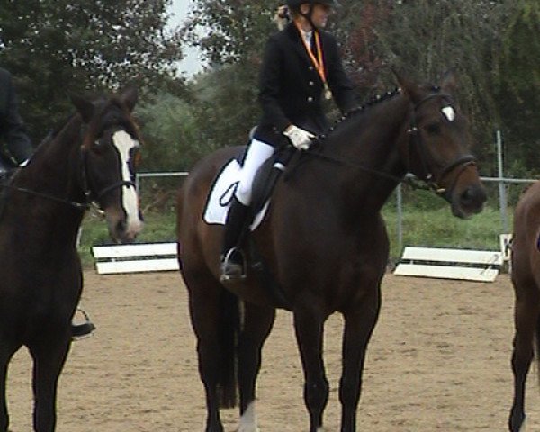 horse Lasal 8 (Württemberger, 1994, from Leicester)