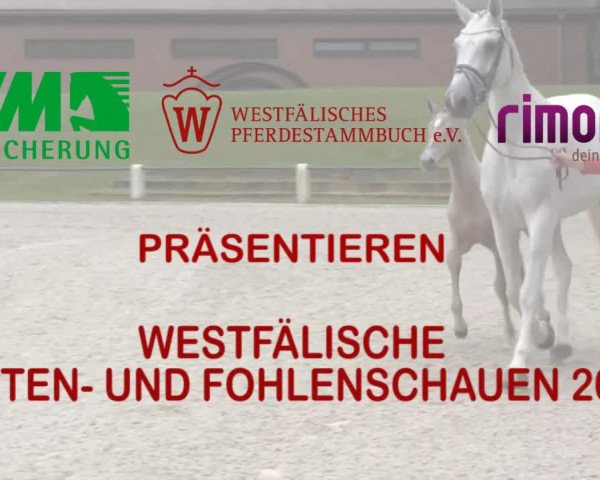 Stuten- und Fohlenschau Steinhagen 2017