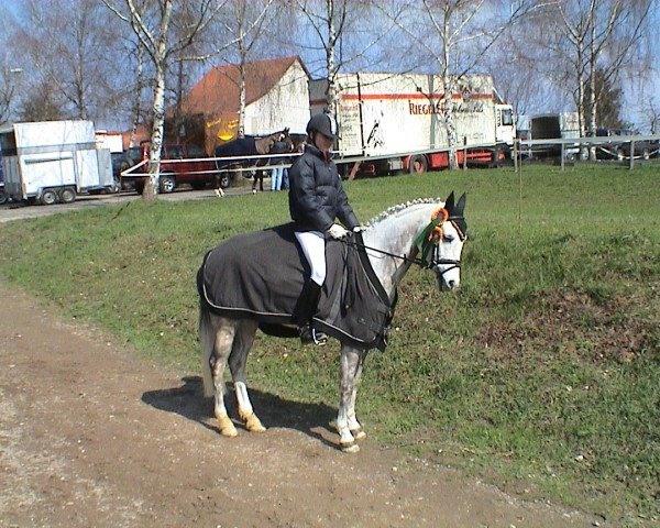 horse Silvertop's Son (Westphalian, 1992, from Silvertop's As)
