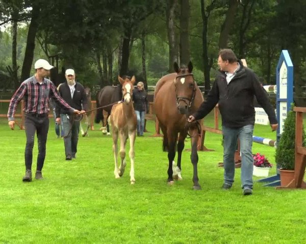Stuten- und Fohlenschau Heiden 2017