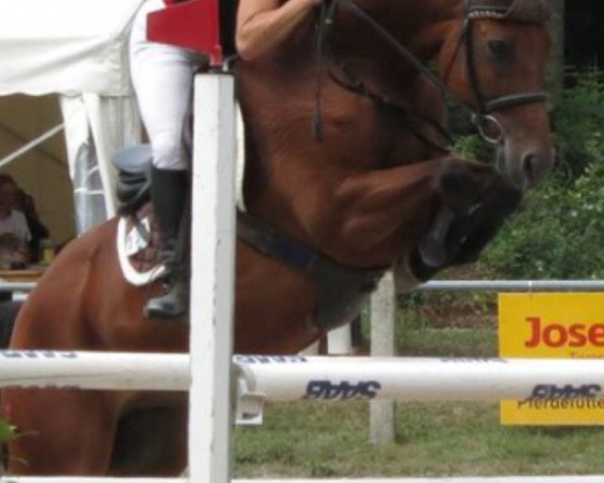Springpferd Lucky Spirit (Zweibrücker, 2007, von Lucky Boy D)