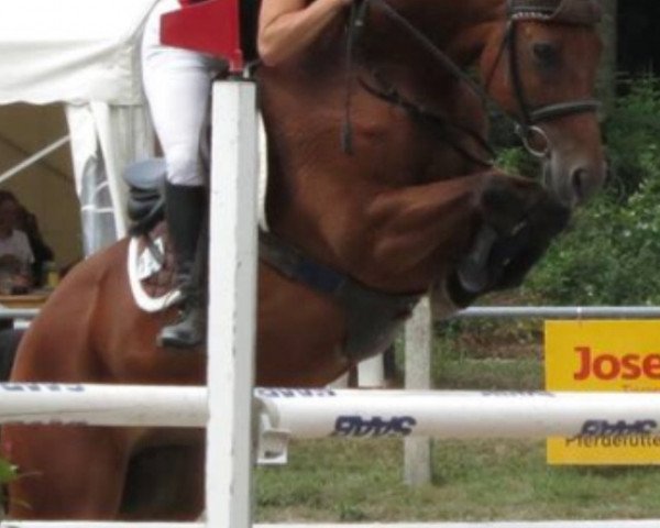 Springpferd Lucky Spirit (Zweibrücker, 2007, von Lucky Boy D)