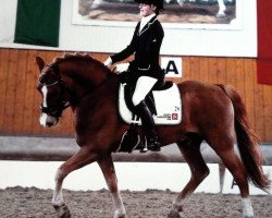 dressage horse Polydor's Son (Pony without race description, 2007, from Calenberg's Polydor)