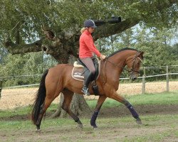 broodmare Rockfee Wf (Westphalian, 2011, from Real Diamond)