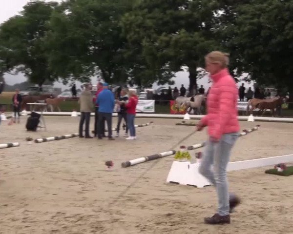 Stuten- und Fohlenschau Marl 2017