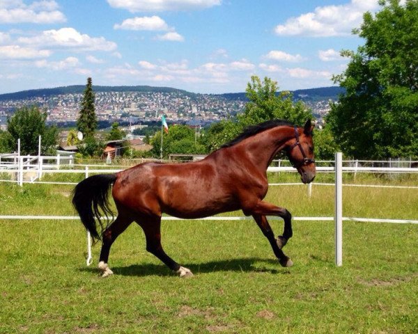 horse Lysias 4 (Bavarian, 1996, from Landjonker (Fruhling))