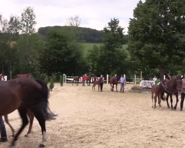 Stuten- und Fohlenschau Sundern-Hellefeld 2017