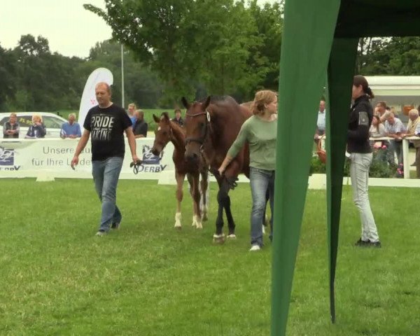 Stuten- und Fohlenschau Steinhagen 2017