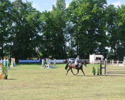 Springpferd Lasina 13 (Oldenburger Springpferd, 2006, von Lasino)