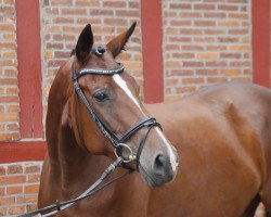 broodmare Hippo's Rachel (Trakehner, 2009, from Perechlest)