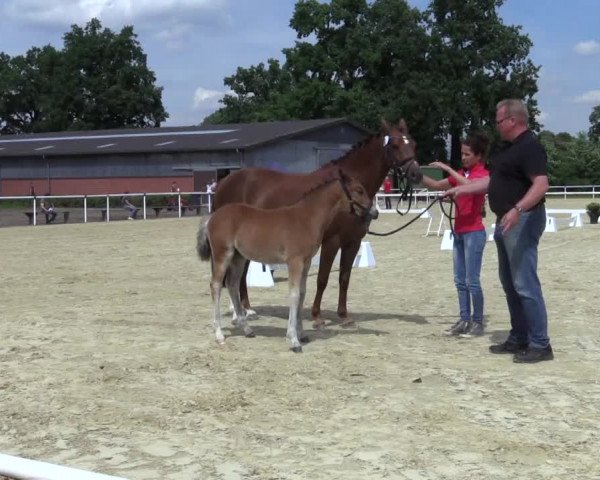 Stuten- und Fohlenschau Ennigerloh 2017