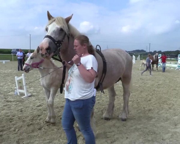 Stuten- und Fohlenschau Brilon 2017