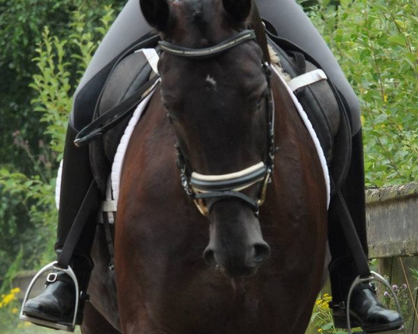 jumper Don Karl (Rhinelander, 2008, from Dramatic)