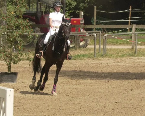 Springturnier und Reiterfest Königsbach 2021