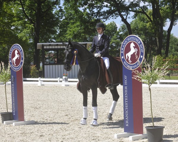 dressage horse Hitline (Oldenburg, 2007, from Hotline)