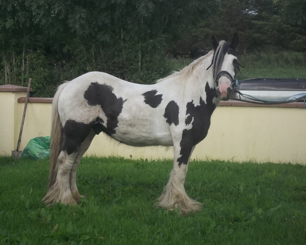 horse TG Irish Tinker Cob (Tinker / Irish Cob / Gypsy Vanner, 2009)