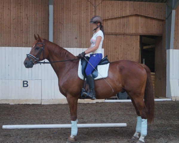 dressage horse Raudi 94 (Hanoverian, 2006, from Rascalino)