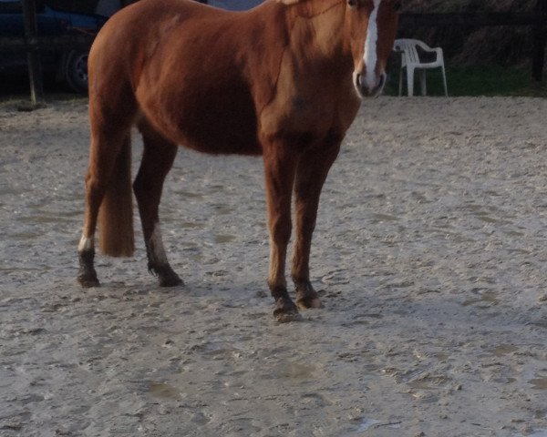 broodmare Gina S (German Riding Pony, 2002, from FS Giacomo)