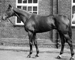 stallion Singapore xx (Thoroughbred, 1927, from Gainsborough xx)
