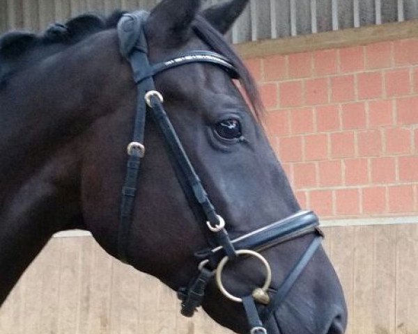 horse Wallach von Swarovski (Hanoverian, 2010, from Swarovski)