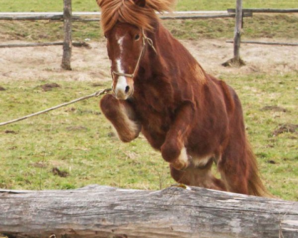 horse Skjótur vom Röschbacherhof (Iceland Horse, 2003, from Geysir vom Wiesenhof)