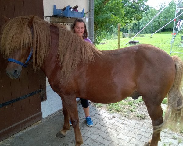 horse Raudur von Hohenstein (Iceland Horse, 1999, from Gustur fra Grund)