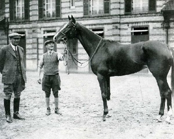 broodmare Corrida xx (Thoroughbred, 1932, from Coronach xx)