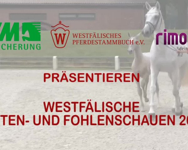Stuten- und Fohlenschau Stünzel 2017