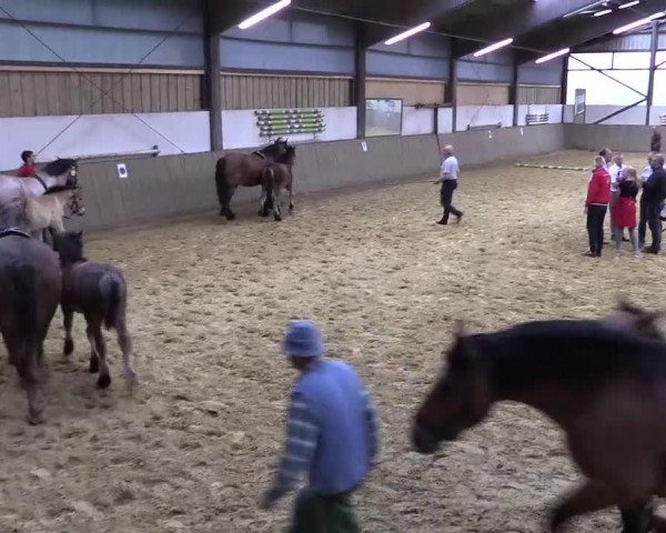 Stuten- und Fohlenschau Eslohe-Schwartmecke 2017