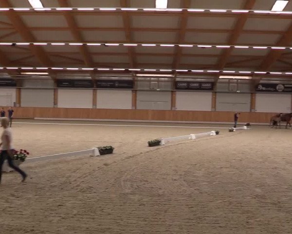 Stuten- und Fohlenschau Riesenbeck-Hörstel 2017