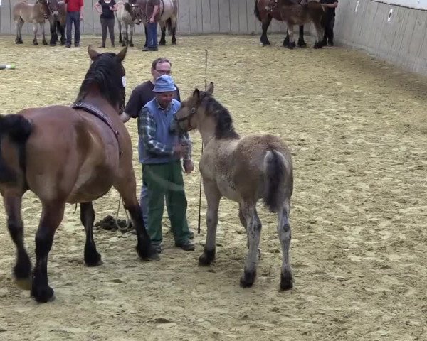 Stuten- und Fohlenschau Eslohe-Schwartmecke 2017