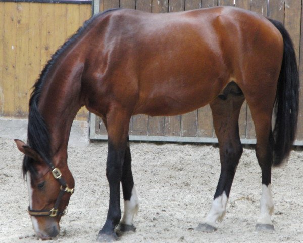 Springpferd Louxor de Lalique HH alias Lisco HW (Oldenburger, 2012, von Lissaro)