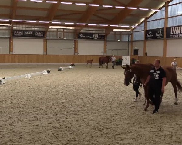 Stuten- und Fohlenschau Riesenbeck-Hörstel 2017