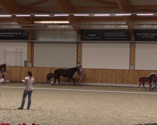 Stuten- und Fohlenschau Riesenbeck-Hörstel 2017