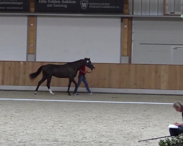 Stuten- und Fohlenschau Riesenbeck-Hörstel 2017
