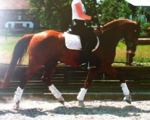 broodmare Domani (Hanoverian, 2007, from Don Frederico)