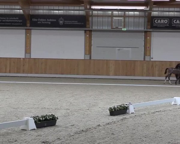 Stuten- und Fohlenschau Riesenbeck-Hörstel 2017