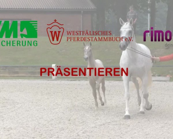 Stuten- und Fohlenschau Münster-Handorf 2017