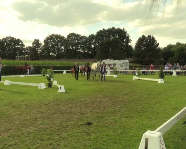 Stuten- und Fohlenschau Münster-Handorf 2017