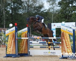 jumper Stakkun (Oldenburg show jumper, 2009, from Stakkatol)