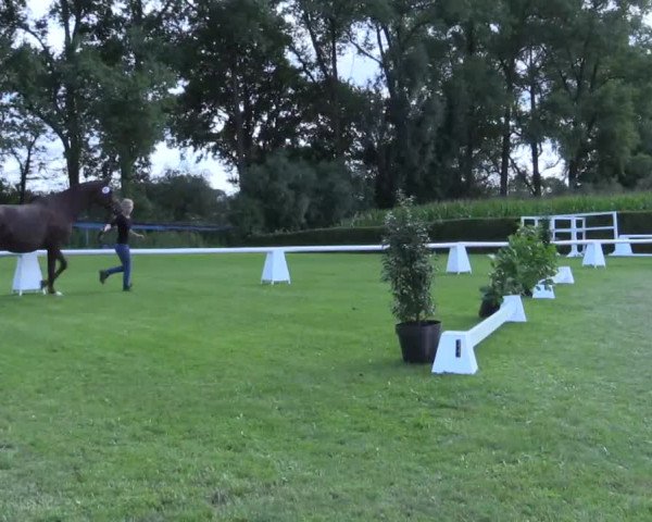 Stuten- und Fohlenschau Münster-Handorf 2017