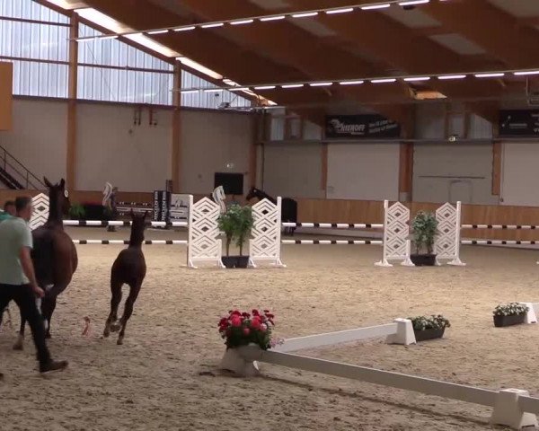 Stuten- und Fohlenschau Riesenbeck-Hörstel 2017