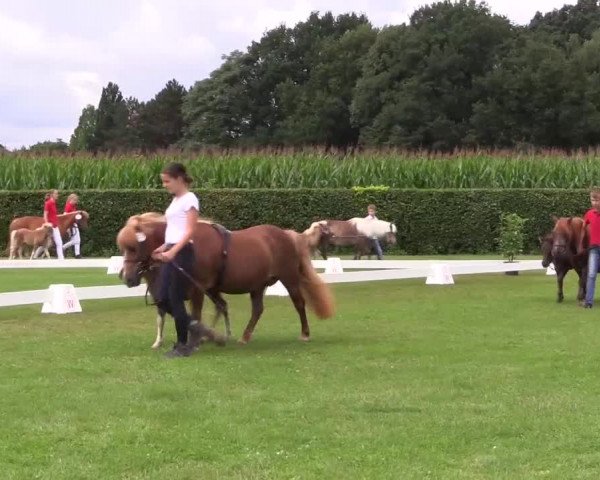Handorfer-Kleinpferdetag 2017
