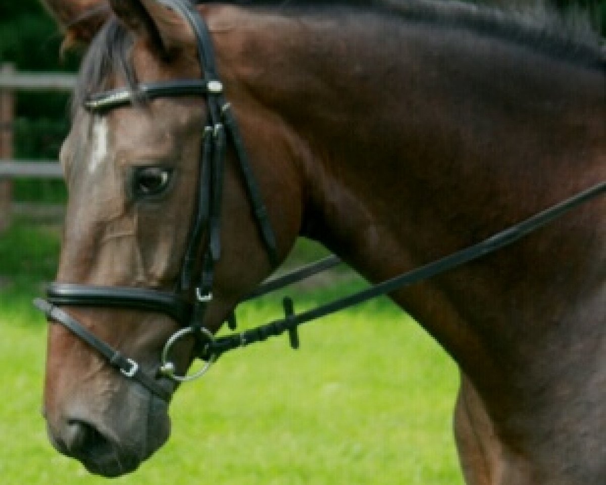 jumper Lunado (Hanoverian, 2010, from Lauries Crusador xx)