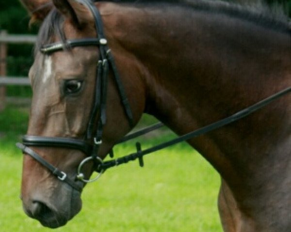 jumper Lunado (Hanoverian, 2010, from Lauries Crusador xx)
