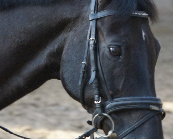 horse ECU's E-Mail (Rhinelander, 2000, from Ecu)
