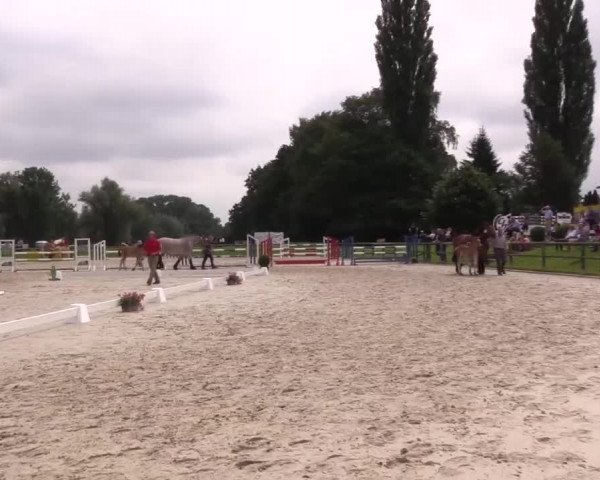 Stuten- und Fohlenschau Detmold 2017